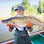 Zander Coopzeitung Hjälmarensee Schweden